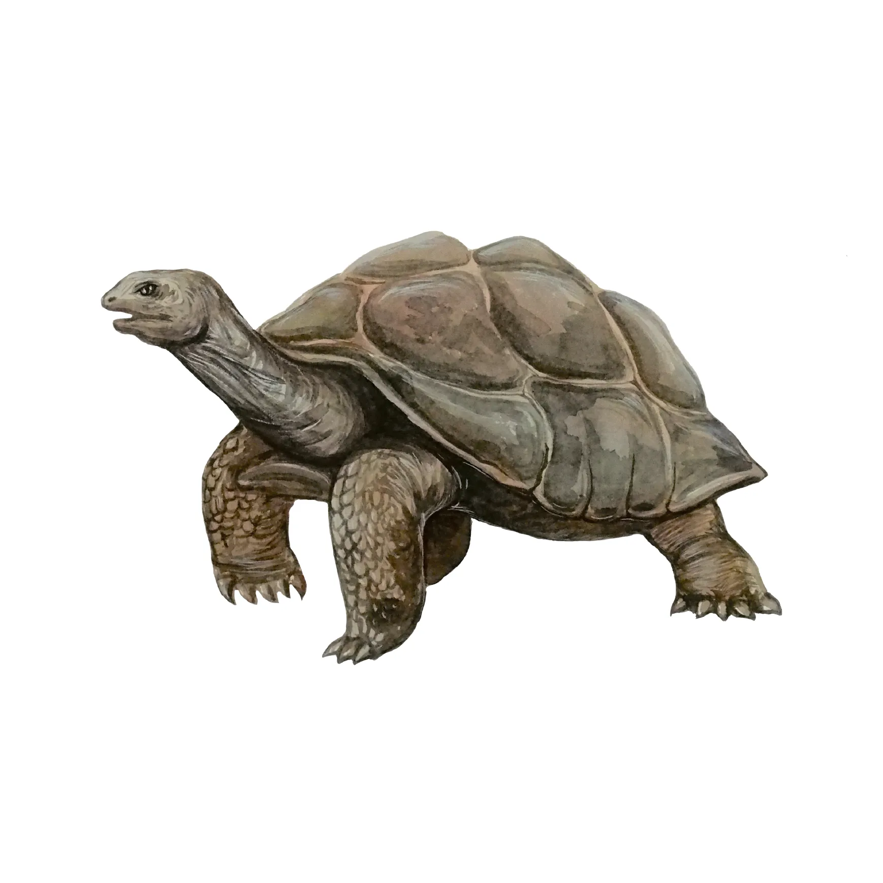 Quantum Cards <br> Reptiles